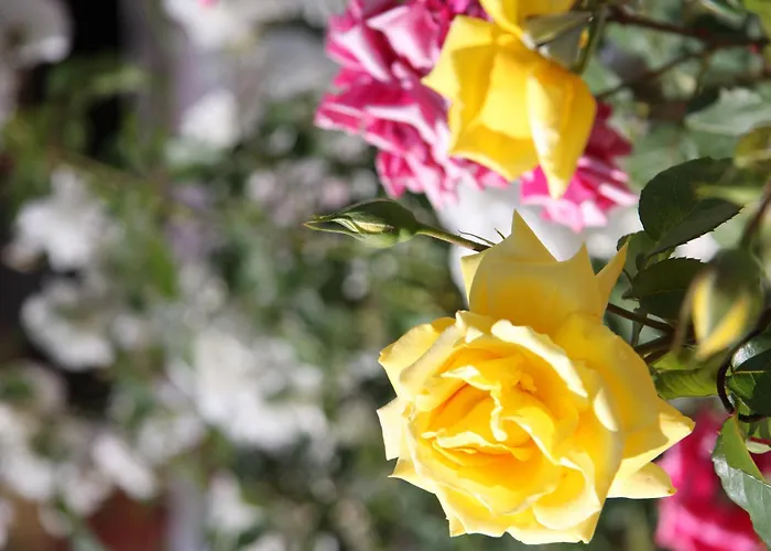 G George Hotel de apartamente 4*