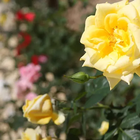 Lägenhetshotell G George