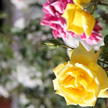 G George Aparthotel 4*